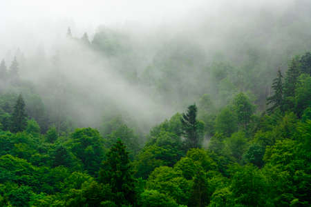 mountain surrounded by the mist