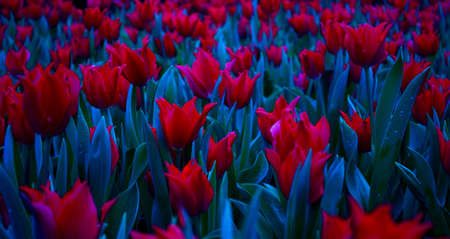 tulipsの写真素材