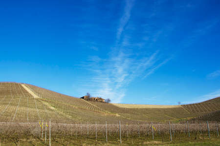 Vineyard Vineyard