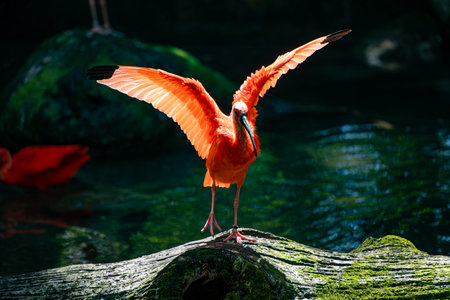 Scarlet ibis (Phoenicopterus ruber) right before take-off