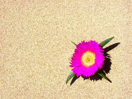 A pink flower growing in the sand of Noja. Cantabria, Spain.の写真素材