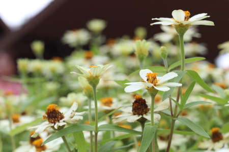 The little flowers in the world.