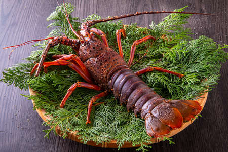 Spiny lobster