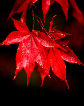 Hanging red Maple leaves with black background