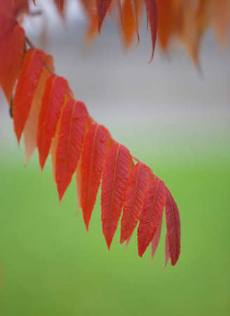 Red Locust leaf in fall with green background