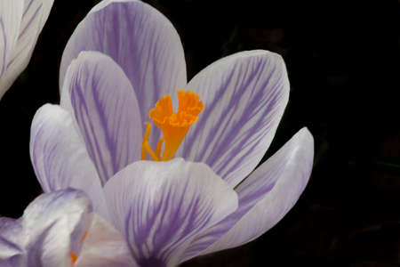 Purple crocus with a black background