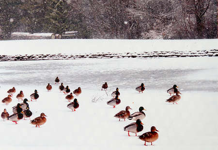 A couple dozen ducks walking on a frozen pond, while snow fallsの写真素材