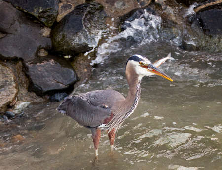 Heron eating freshly caught sardineの写真素材