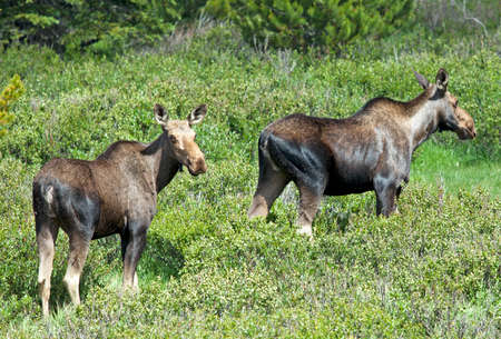 Two moose having a causual stroll in the wildの写真素材