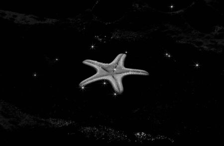    Starfish taken in a shallow tide pool with a star filter to highlight tiny stars surrounding the main subject. Under exposed to get the galaxy affect.                          の写真素材