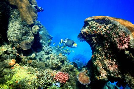Large trigger fish in a deep reef pocket with beautiful coral garden IN FIJI.