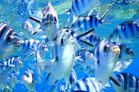 Group of fish attacking their reflection on the dome port of my camera in Fiji.の写真素材