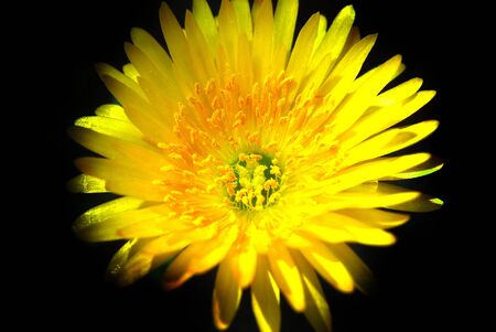 Micro image of a Yellow Daisey.の写真素材