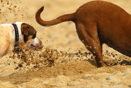 Two Dogs playing in the sand on the a popular beach in Hawaii.