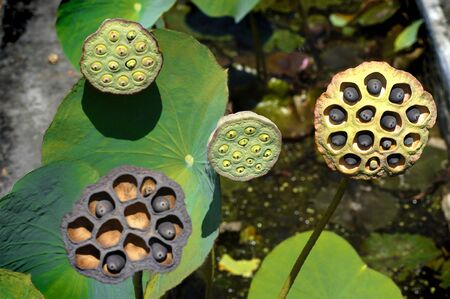 Balinese Sea Pods also known as &quot, Nelumbo Nucifera&quot, surrounded by Lotus Lillies in a beautiful water garden in Bali.                                の写真素材