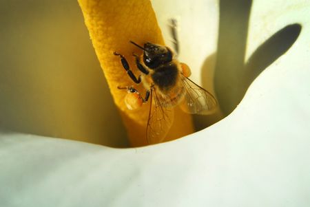 Close up of a Australian Honey Bee collecting Pollen from a flower bud with two Pollen Baskets attached to each leg.の写真素材