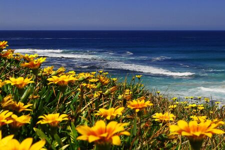 Yellow Wild flowers resting along the Sea Cliffs over looking the Ocean.の写真素材