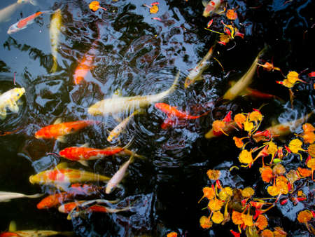 Koi in pond