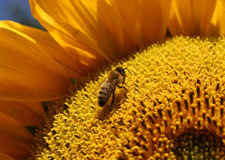 Bee on large sunflowerの写真素材