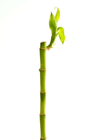 Green growth on bambooの写真素材