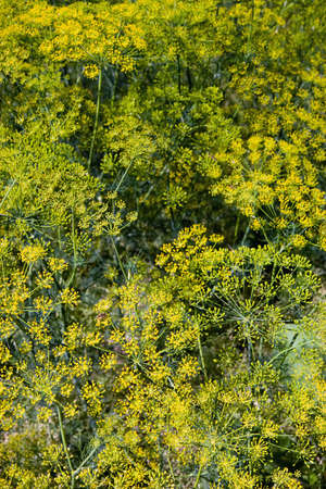 Dill weed in gardenの写真素材