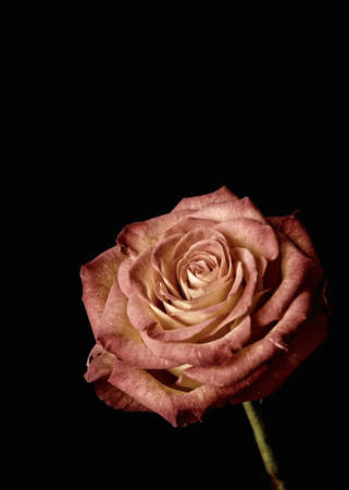 Red rose on backgroundの写真素材