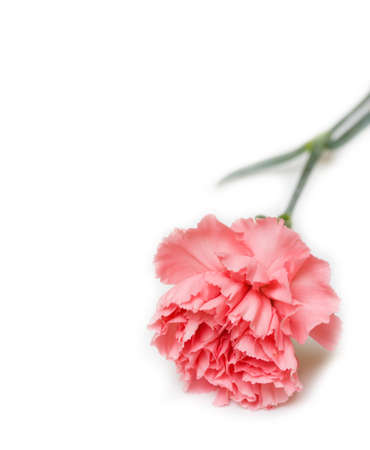 Pink carnationの写真素材