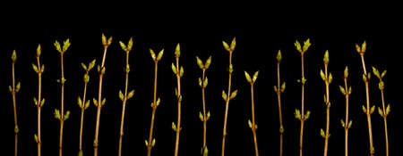 Spring buds bannerの写真素材