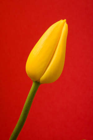 Yellow tulipの写真素材