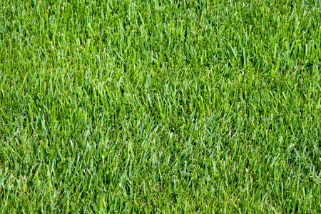Green grass