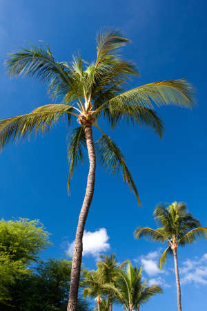 Palm treesの写真素材