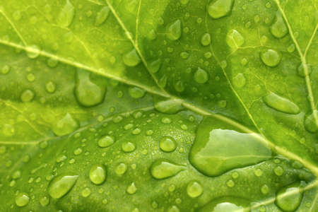 Green leafの写真素材