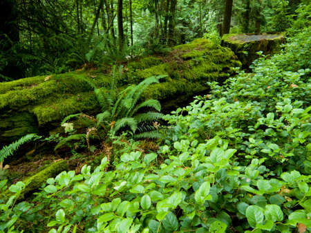 Green forest floor