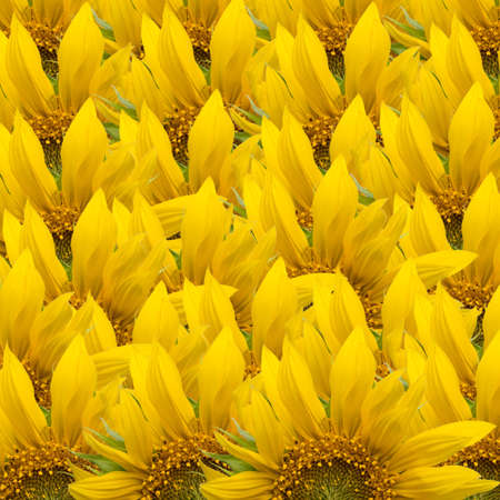 Sunflower endless backgroundの写真素材