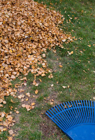 Raking up fall leavesの写真素材