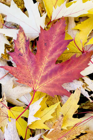Fall maple leaf