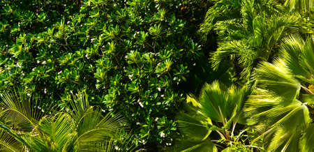 Jungle foliageの写真素材