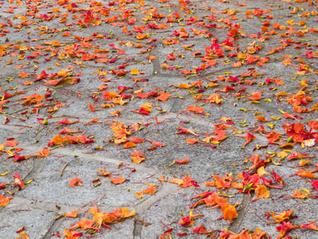 Fallen petals on ground