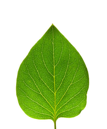 Read leaf with minor asymmetry