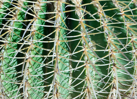 Cactusの写真素材