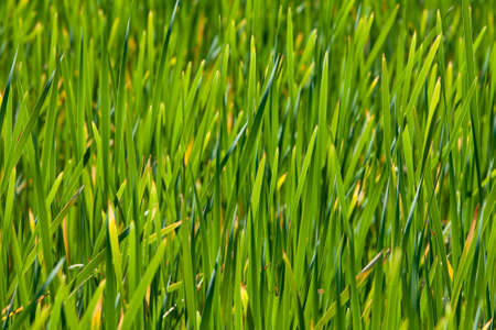 Green grass