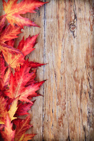 Autumn background