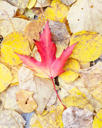 Red maple leafの写真素材