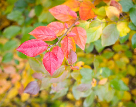 Red fall leavesの写真素材