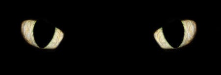 Cat eyesの写真素材