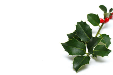 Holly backgroundの写真素材
