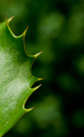 Holly backgroundの写真素材