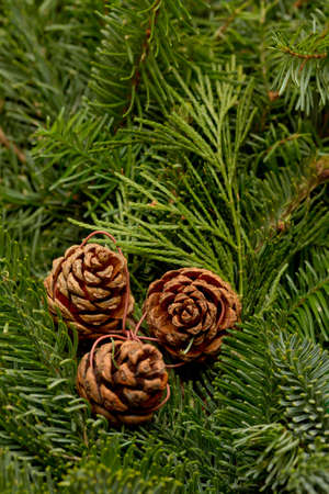 Winter backgroundの写真素材