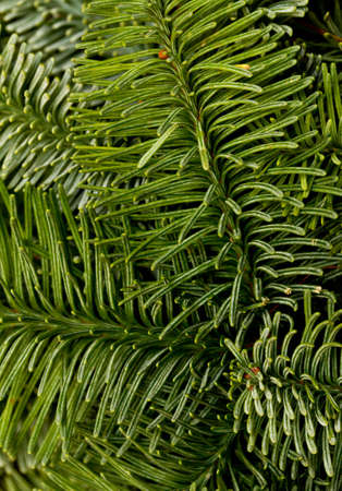 Green Christmas backgroundの写真素材