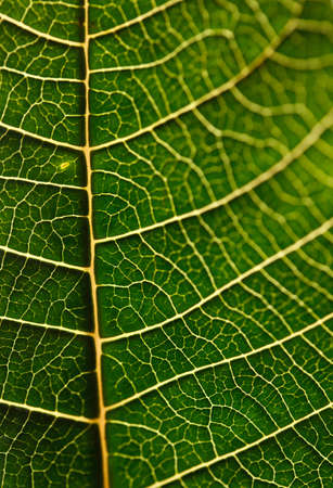 Green leaf textureの写真素材